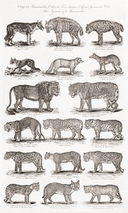 Different Types of Quadrupeds by Unbekannt Unbekannt